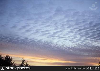 Rows Of Staccato Clouds In A Sunset Sky Over Pine Trees