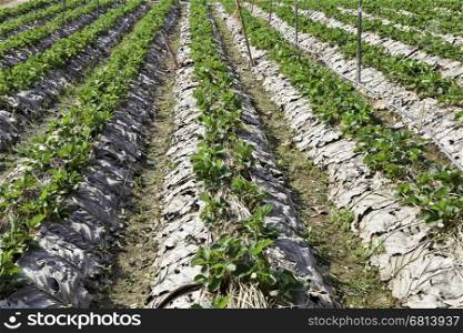 Rows of strawberry trees