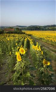 Rows of sunflowers growing in fields with barn and countryside in background in Tuscany, Italy.