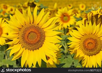 Rows of sunflowers on a sunflower field in july ** Note: Shallow depth of field