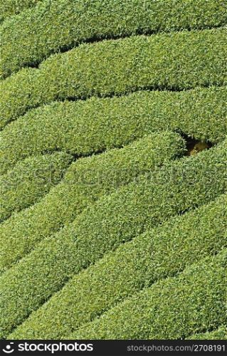 Rows of tea tree, Asia