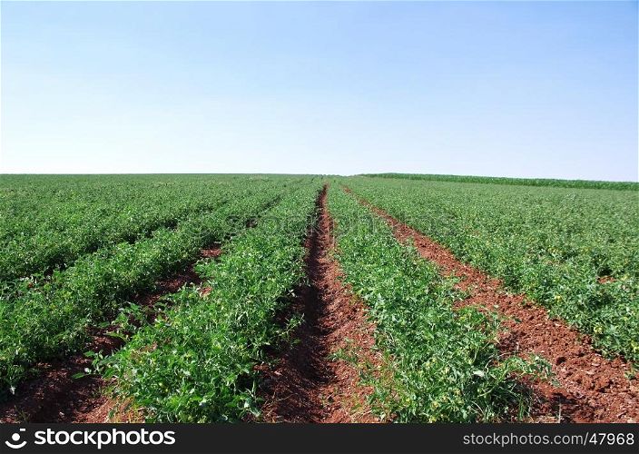 rows of tomatoes, alentejo region, Portugal