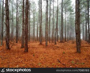 Rows of trees among a misty forest