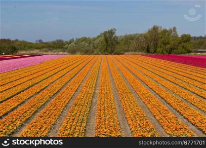 Rows of tulips flowers on a farm in the Netherlands