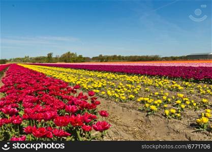 Rows of tulips flowers on a farm in the Netherlands