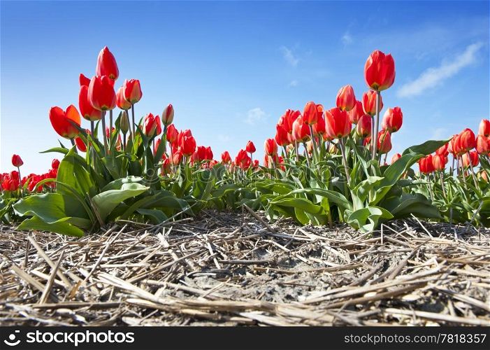 Rows of tulips in a flowerfield against a blue sky, seen from a low point of view