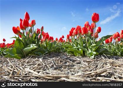 Rows of tulips in a flowerfield against a blue sky, seen from a low point of view