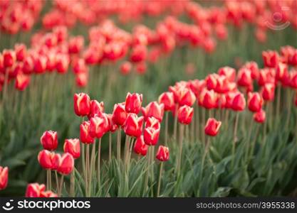 Rows of Tulips partially open collecting valuable warmth actually required to grow