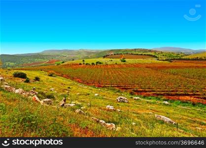 Rows of Vines on the Field in Golan Heights, Early Spring