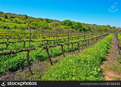 Rows of Vines on the Field in Israel, Early Spring