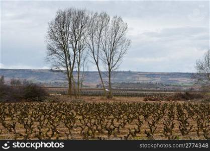 Rows of Vines on The Field in Spain in Early Spring