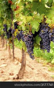 Rows of vines with red grapes