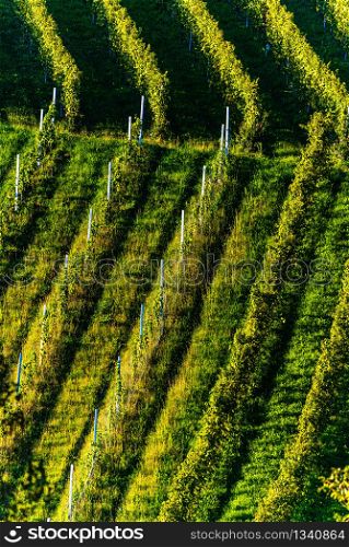 Rows Of Vineyard Grape Vines. Autumn Landscape With Colorful Vineyards. Grape Vineyards Of Austria south Styria. Abstract Background Of Autumn Vineyards Rows.. Rows Of Vineyard Grape Vines. Autumn Landscape. Austria south Styria . Abstract Background Of Autumn Vineyards Rows.