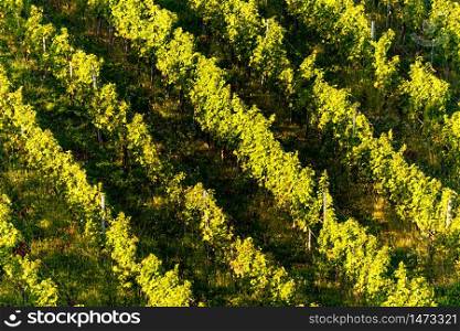 Rows Of Vineyard Grape Vines. Autumn Landscape With Colorful Vineyards. Grape Vineyards Of Austria south Styria. Abstract Background Of Autumn Vineyards Rows.. Rows Of Vineyard Grape Vines. Autumn Landscape. Austria south Styria . Abstract Background Of Autumn Vineyards Rows.