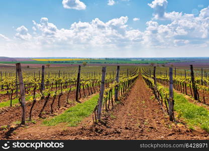 Rows of Vineyard Grape Vines. Spring landscape with green vineyards. Grape vineyards of South Moravia in Czech Republic.