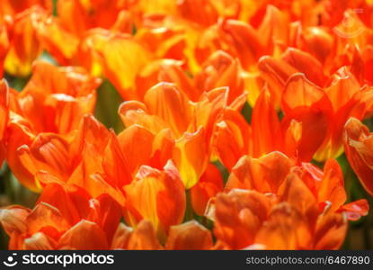 Rows of yellow tulips in Dutch countryside