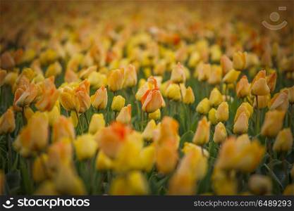Rows of yellow tulips in Dutch countryside. Rows of yellow tulips in Dutch
