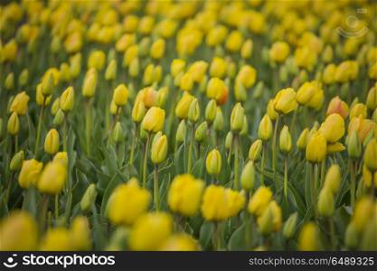 Rows of yellow tulips in Dutch countryside. Rows of yellow tulips in Dutch