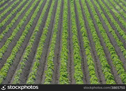 rows of young crops