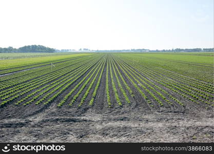 rows of young crops