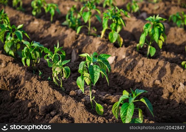 Rows of young freshly planted sweet pepper seedlings in a farm field. Growing vegetables outdoors on open ground. Agroindustry. Plant care and cultivation. Farming, agriculture landscape.
