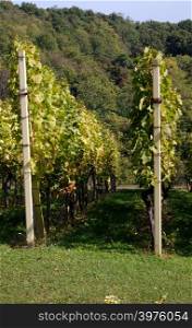 Rows of young grapes in the countryside Plesivica in continental Croatia
