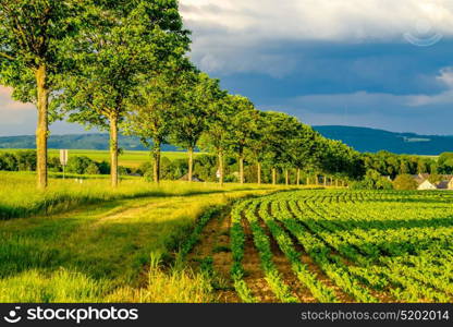 Rows of young green plants on a fertile field with dark soil in warm sunshine under dramatic sky, fresh vibrant colors, at Rhine Valley (Rhine Gorge) in Germany