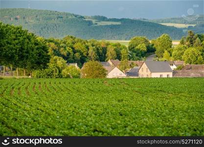 Rows of young green plants on a fertile field with dark soil in warm sunshine under dramatic sky, fresh vibrant colors, at Rhine Valley (Rhine Gorge) in Germany