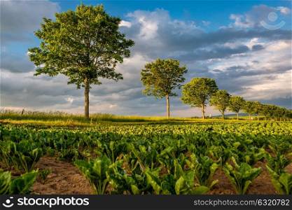 Rows of young green plants on a fertile field with dark soil in warm sunshine under dramatic sky, fresh vibrant colors, at Rhine Valley (Rhine Gorge) in Germany