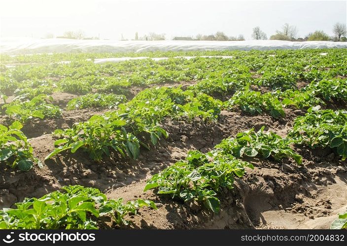 Rows of young potato bushes on a sunny day. Agroindustry, cultivation. Growing vegetables. Fresh green greens. Investment in farming business. Yield increase, traditional agriculture crop rotation