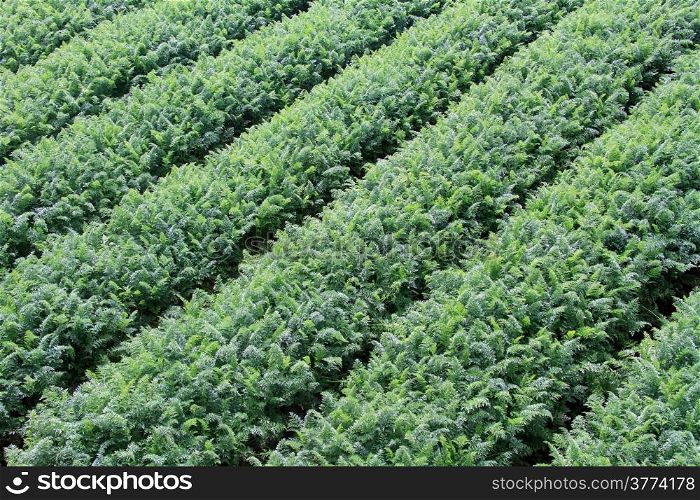 Rows on green carrot on the farm field