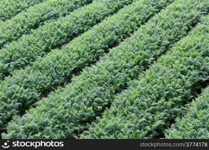 Rows on green carrot on the farm field