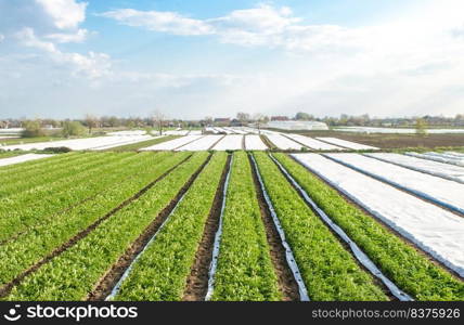 Rows plantation of potato bushes after agrofibre removal. Agroindustry and agribusiness. Cultivation care, harvesting in late spring. Growing a crop on the farm. Agriculture, growing food vegetables.
