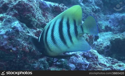 Royal angelfish, Pfauen-Kaiserfisch (Pygoplites diacanthus) am Korallenriff.