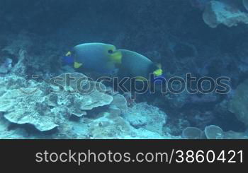 Royal angelfish, Pfauen-Kaiserfisch (Pygoplites diacanthus) am Korallenriff.