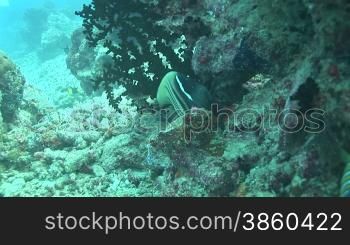 Royal angelfish, Pfauen-Kaiserfisch (Pygoplites diacanthus) am Korallenriff.