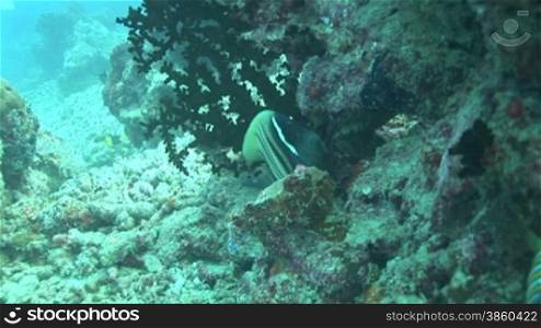 Royal angelfish, Pfauen-Kaiserfisch (Pygoplites diacanthus) am Korallenriff.