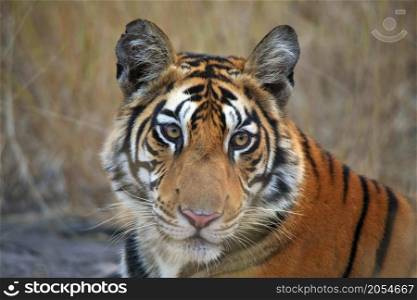 Royal Bengal Tiger face closeup shot, Panthera tigris, Panna Tiger Reserve, Madhya Pradesh, India