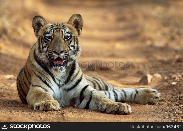 Royal Bengal tiger, Panthera tigris tigris, Tadoba Tiger reserve, Chandrapur, Maharashtra, India