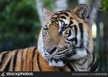 Royal bengal tiger. Royal bengal tiger close up portrait