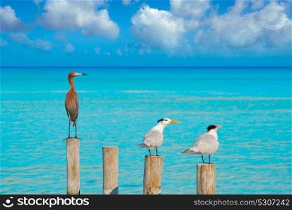 Royal Caspian terns and Reddish Egret heron birds in Caribbean sea