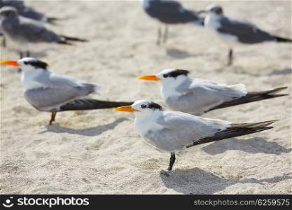 Royal Caspian terns sea birds in Miami Florida South beach USA