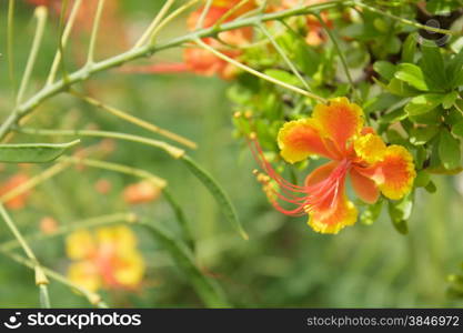 Royal Poinciana