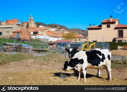 Royuela village cows grazing Sierra de Albarracin in Teruel Spain