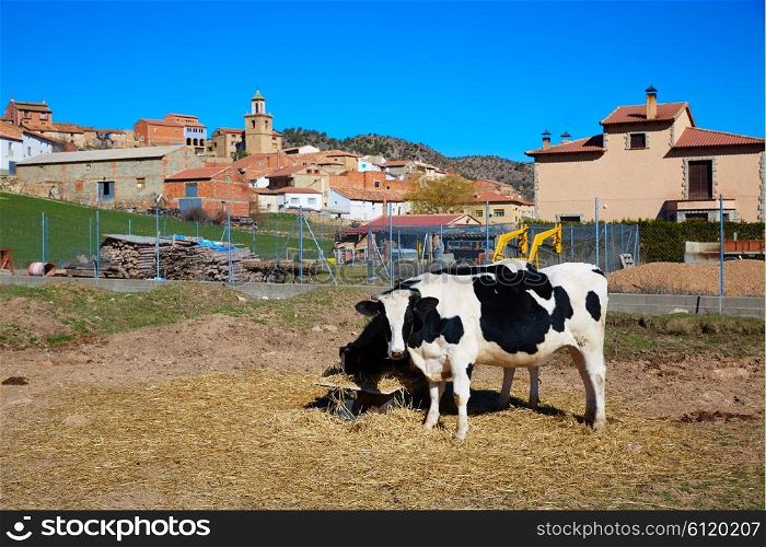 Royuela village cows grazing Sierra de Albarracin in Teruel Spain