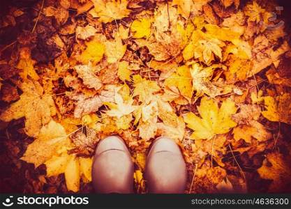 Rubber boots on autumn leaves , top view, fall nature background, outdoor