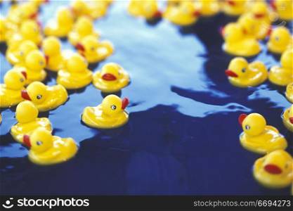 Rubber Duckies Floating in Water