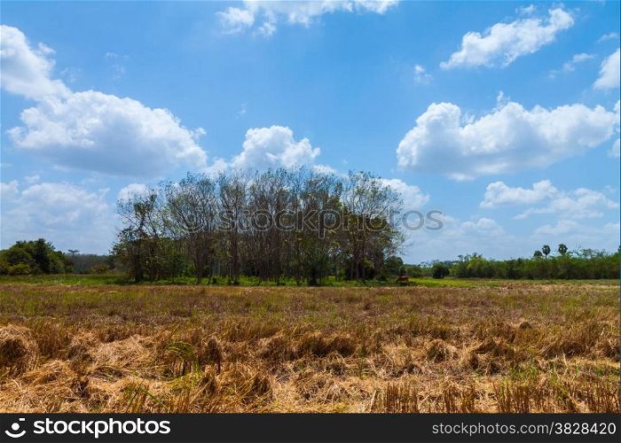 Rubber garden,in fallen leaf time,and dried rice field with blue sky,Thailand