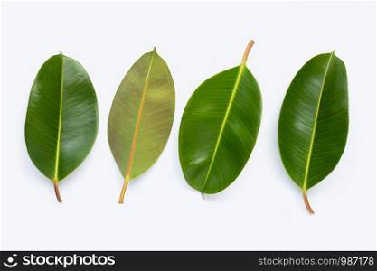 Rubber plant leaves on white background. Top view