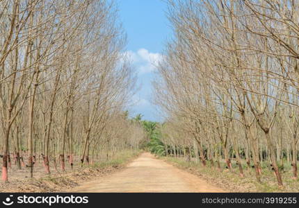 Rubber Plantation in annual autumn leaf drop